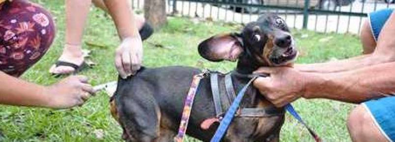 Volta Redonda realiza dia de vacinação antirrábica animal